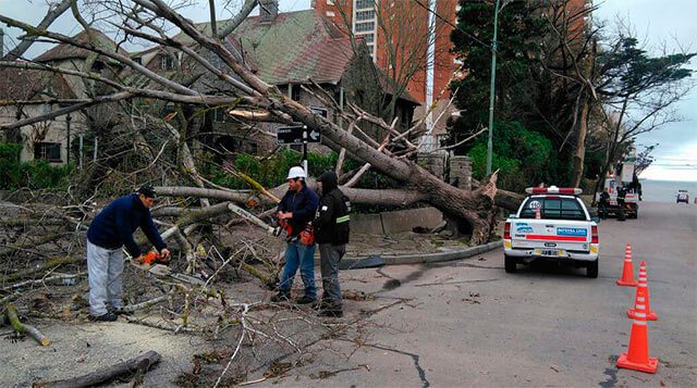 Dos familias fueron evacuadas y varios árboles caídos por el temporal