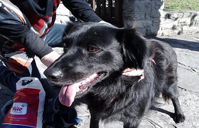 Rescatan a 114 perros abandonados y en situación de maltrato
