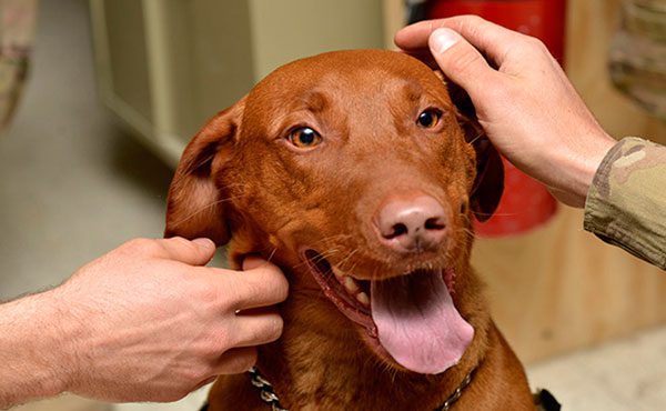 El Municipio abrió un registro de hogares de tránsito para animales